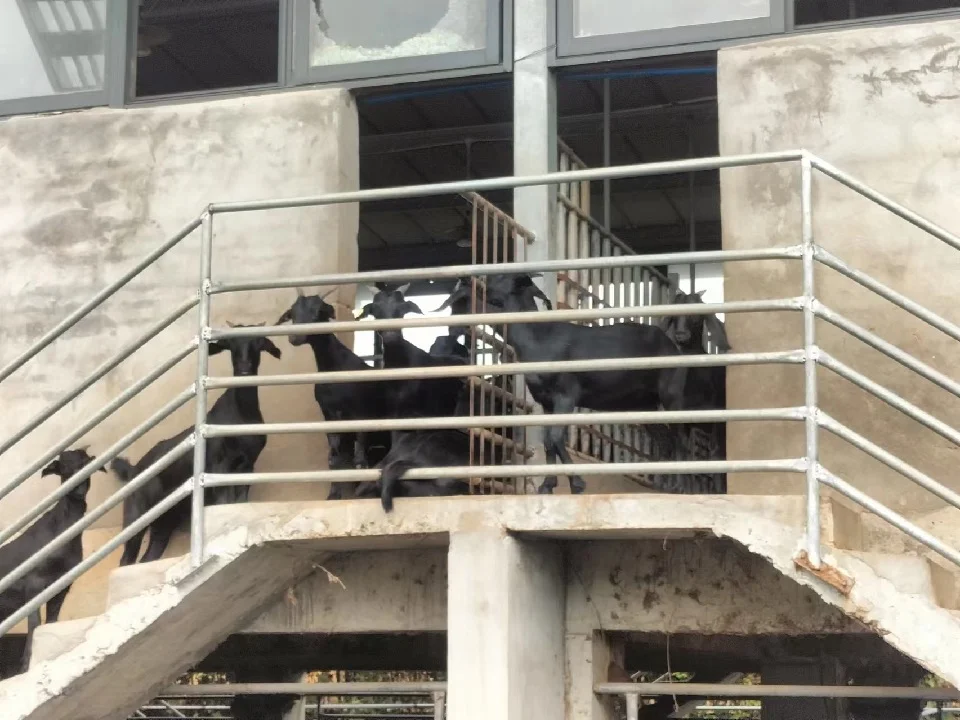 养羊不用再累成狗！这8个科技小玩意挺实用