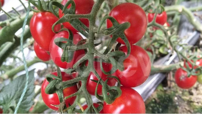 水溶肥厂家解析：作物如何提高产量？