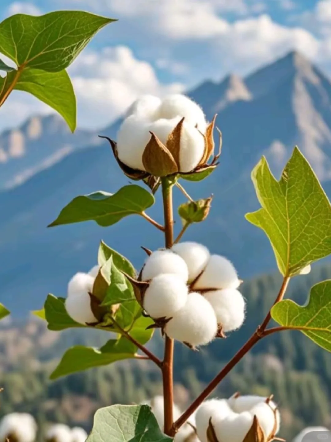 新疆棉花就是好