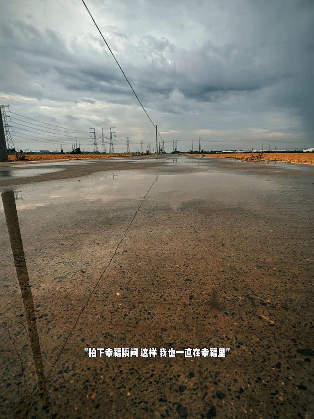 真正的水稻?丰收了