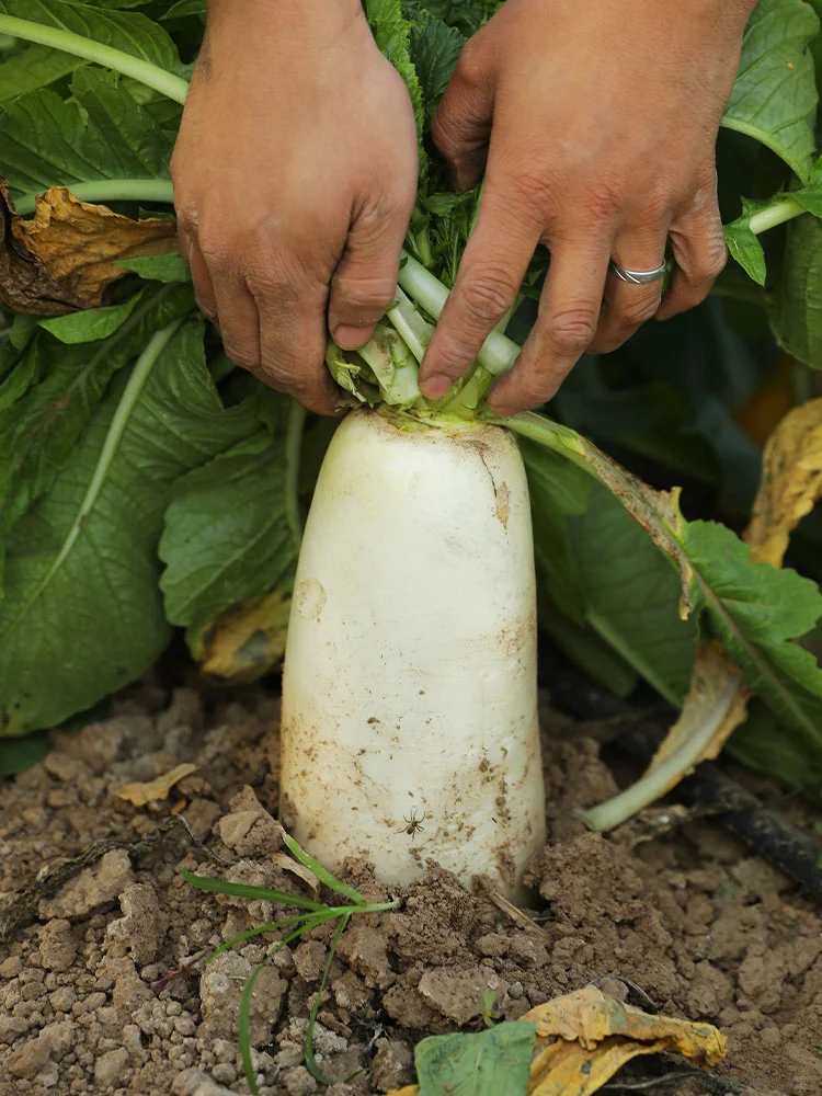 9月种菜黄金期，种上这些，秋冬不愁没菜吃