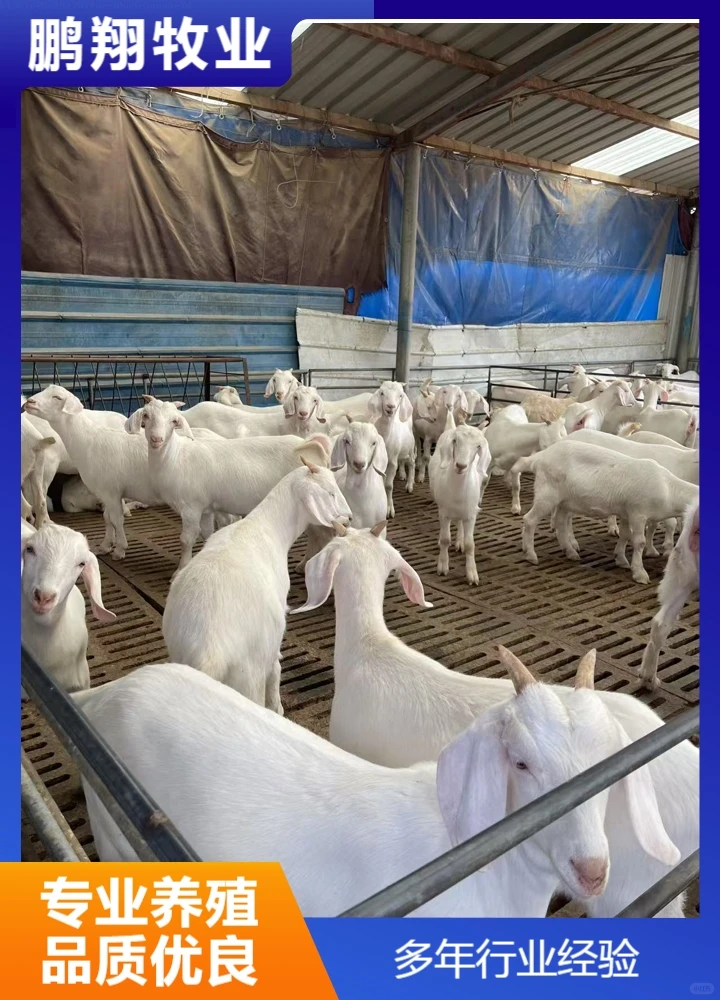 鹏翔牧业杜泊绵羊