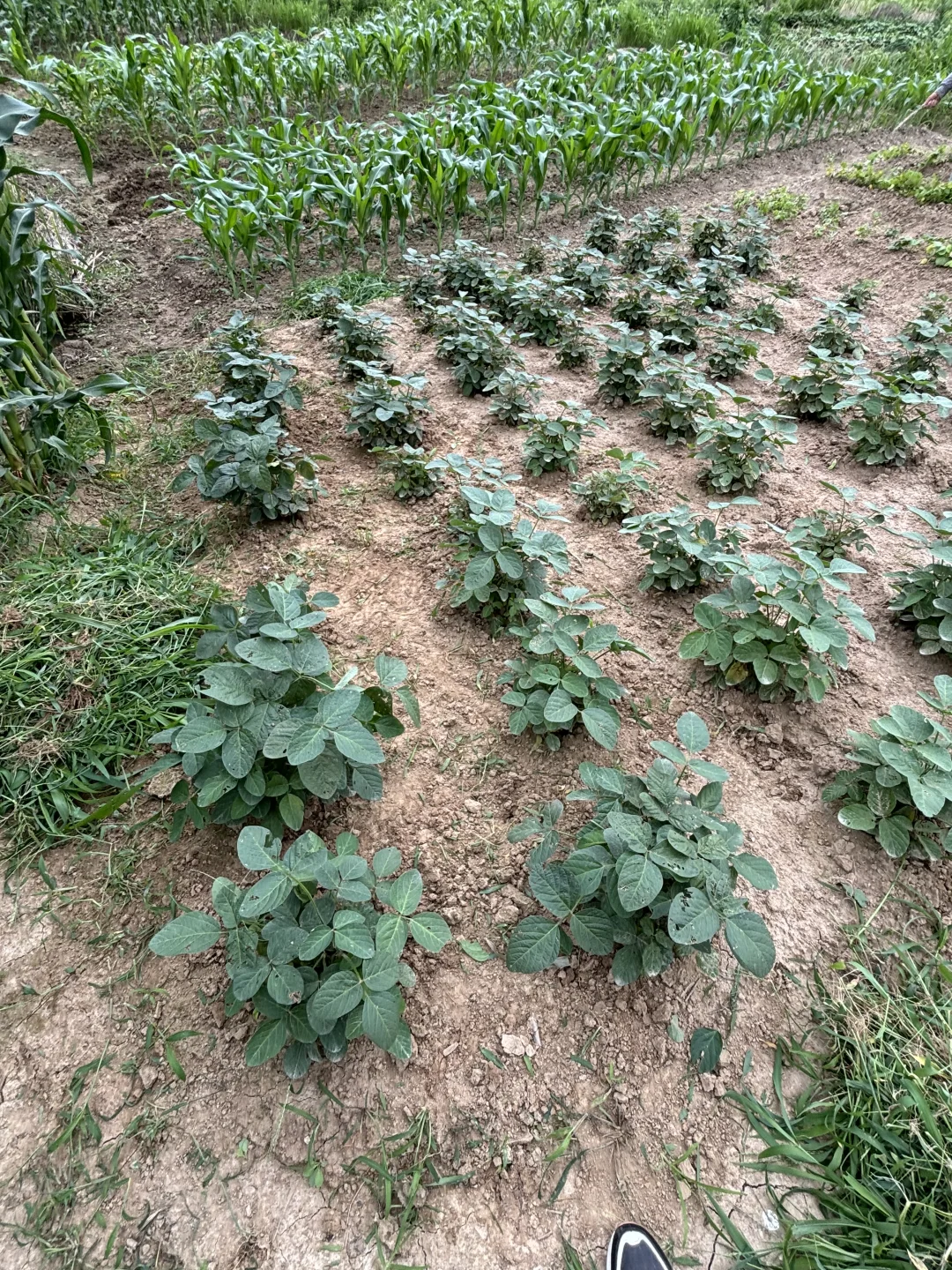 吃糯玉米的季节