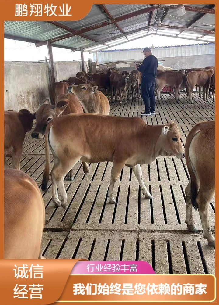 鹏翔牧业利木赞红牛