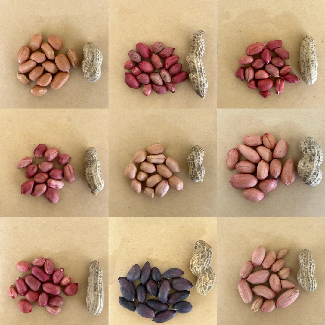 你见过这么多花生品种吗?