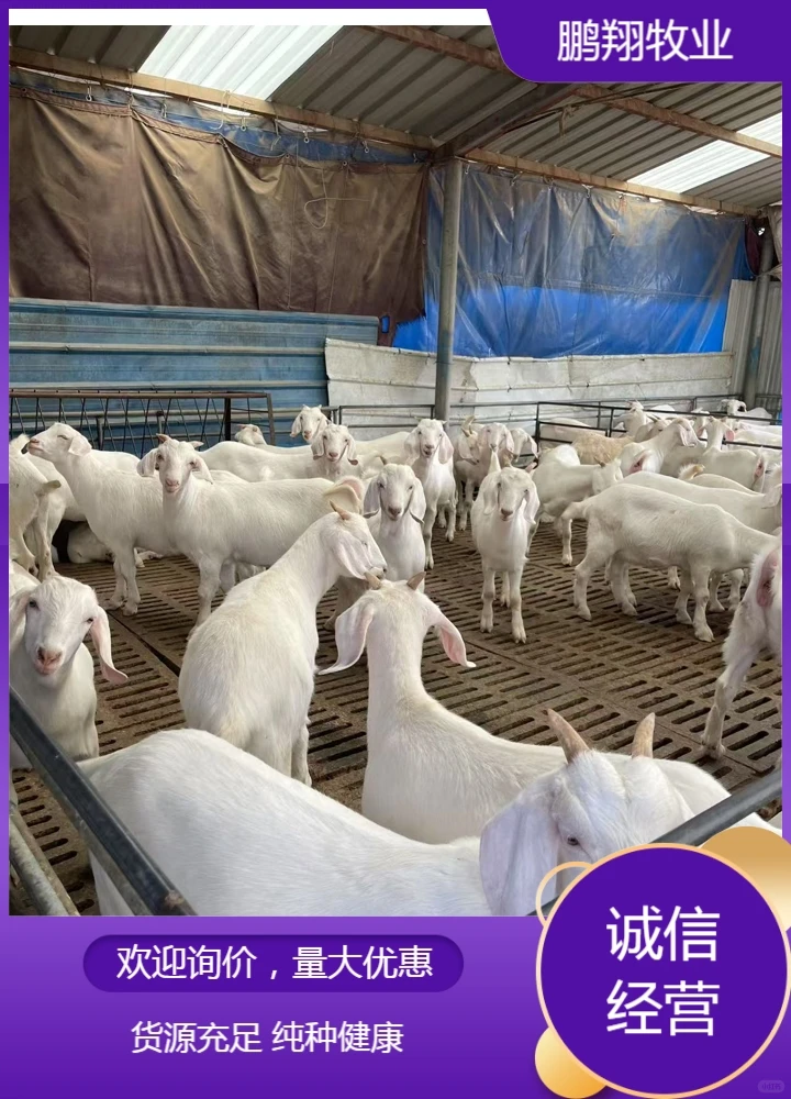 鹏翔牧业黑山羊