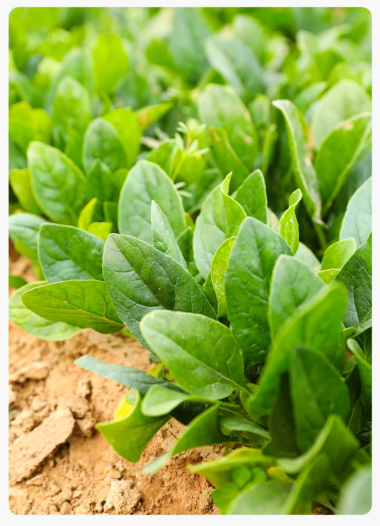 9月种菜黄金期，种上这些，秋冬不愁没菜吃