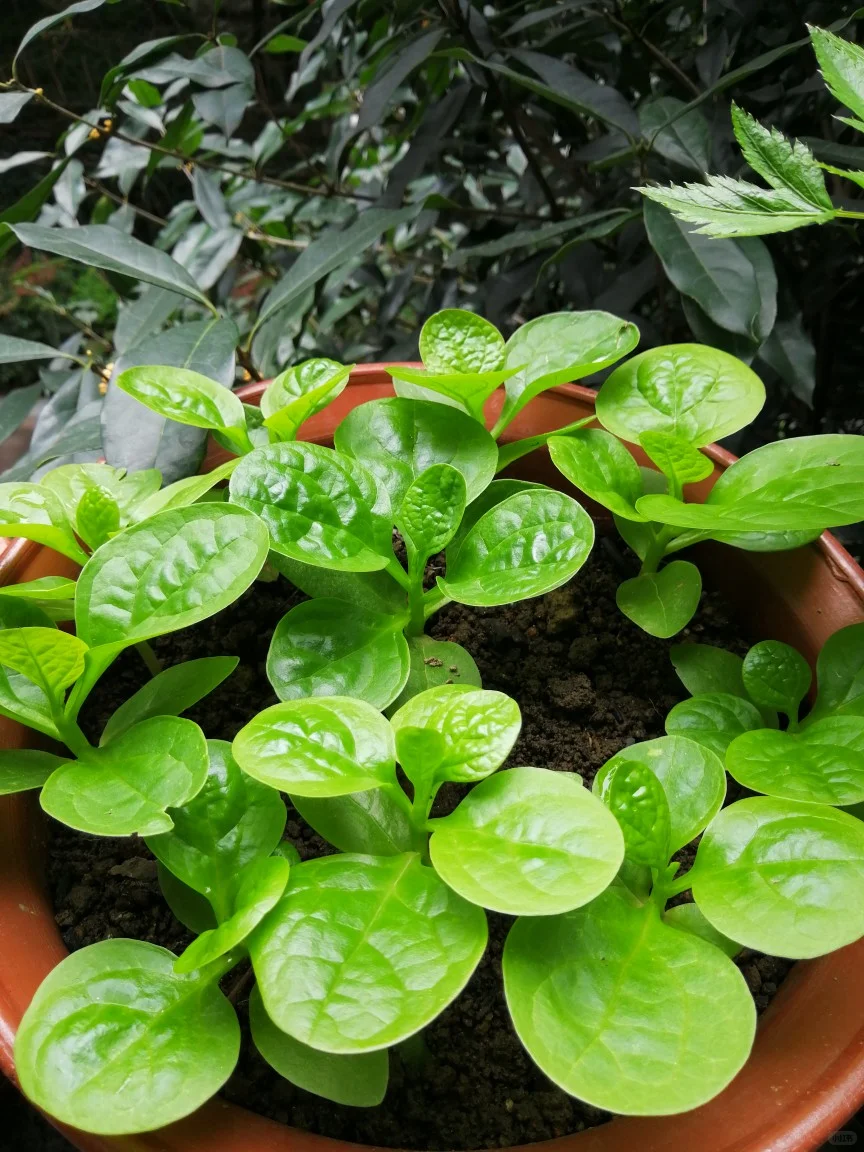 六七月，这些耐高温作物蔬菜还能种！