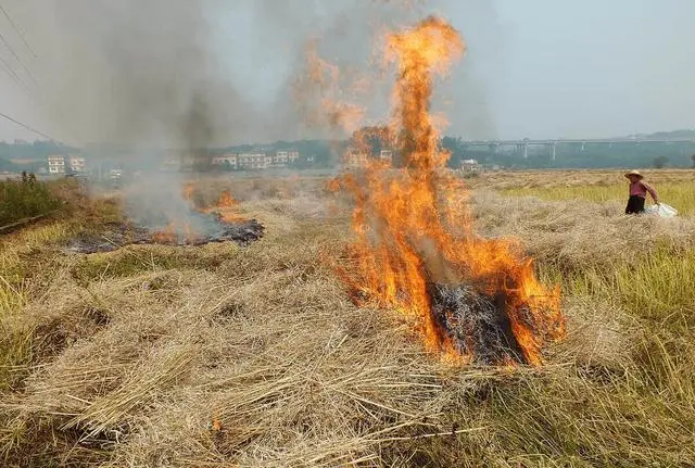 焚烧秸秆：增肥与污染的两面性探讨