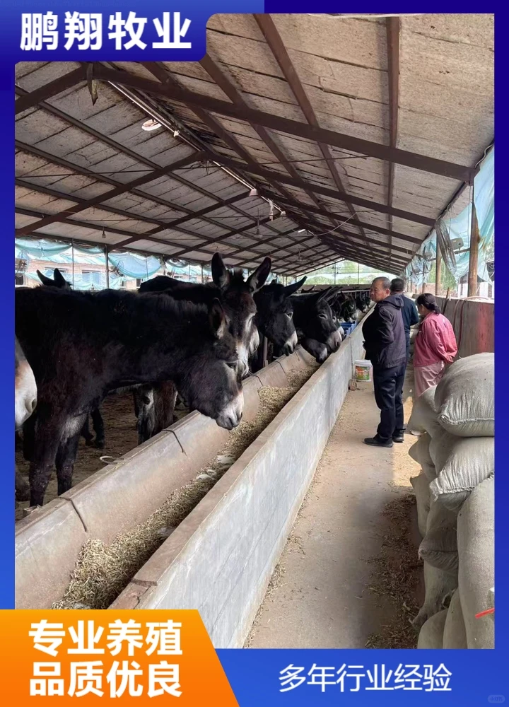 鹏翔牧业德州黑驴