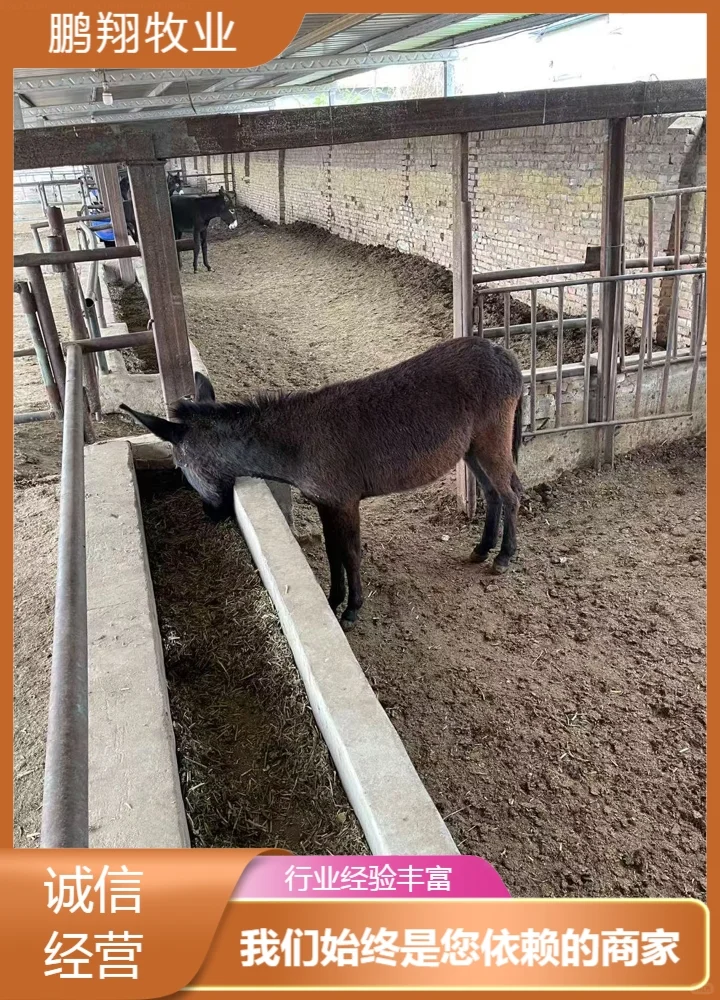 鹏翔牧业三粉驴