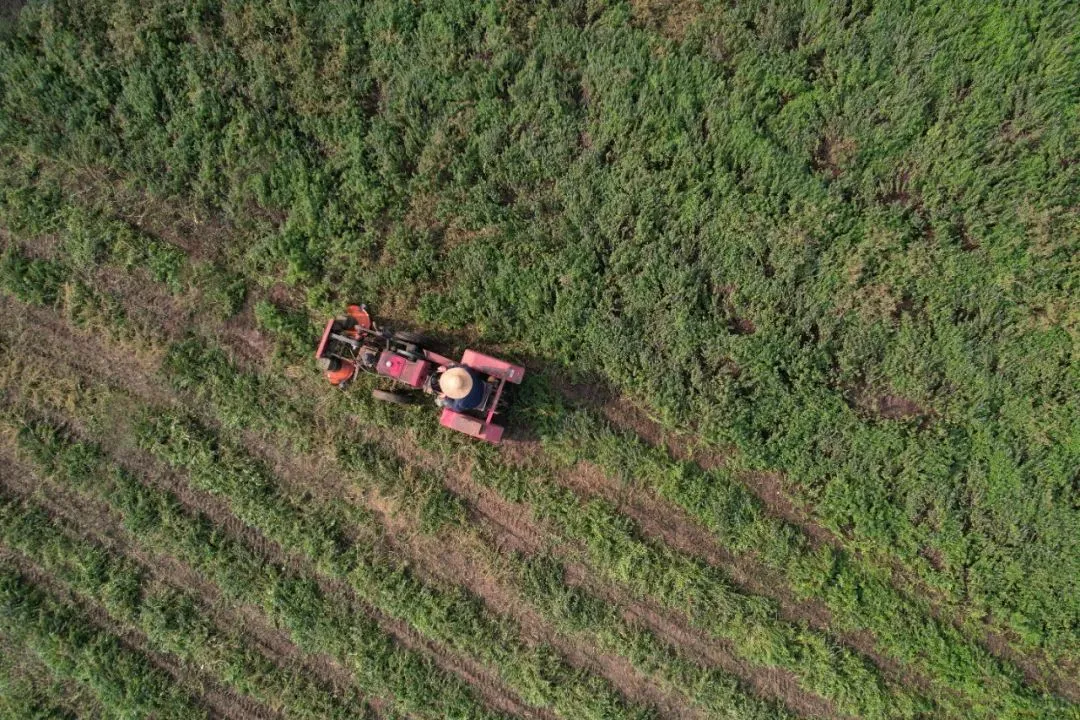 滨州邹平市韩店镇：留兰香飘促增收