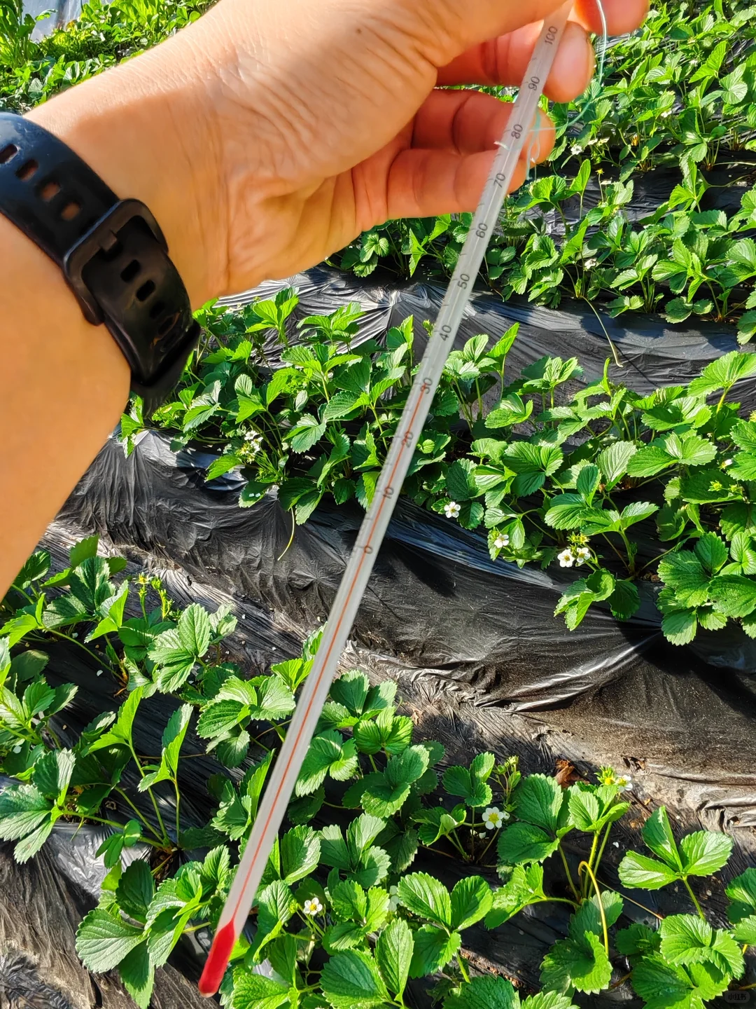 在温室大棚的感觉真的太好了!