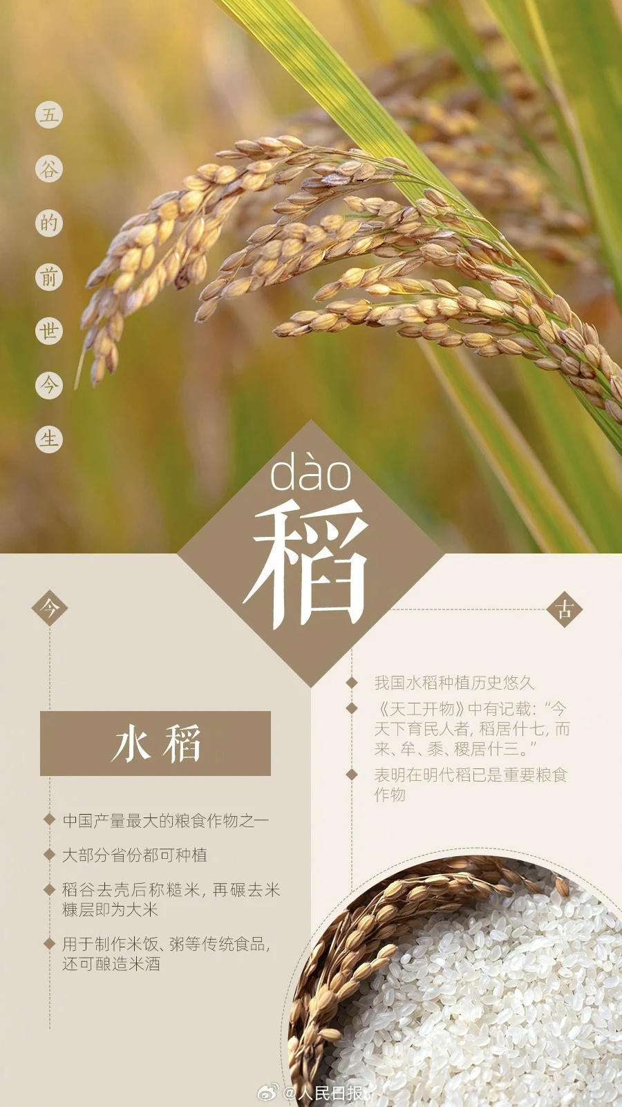 你知道五谷都有哪些吗？