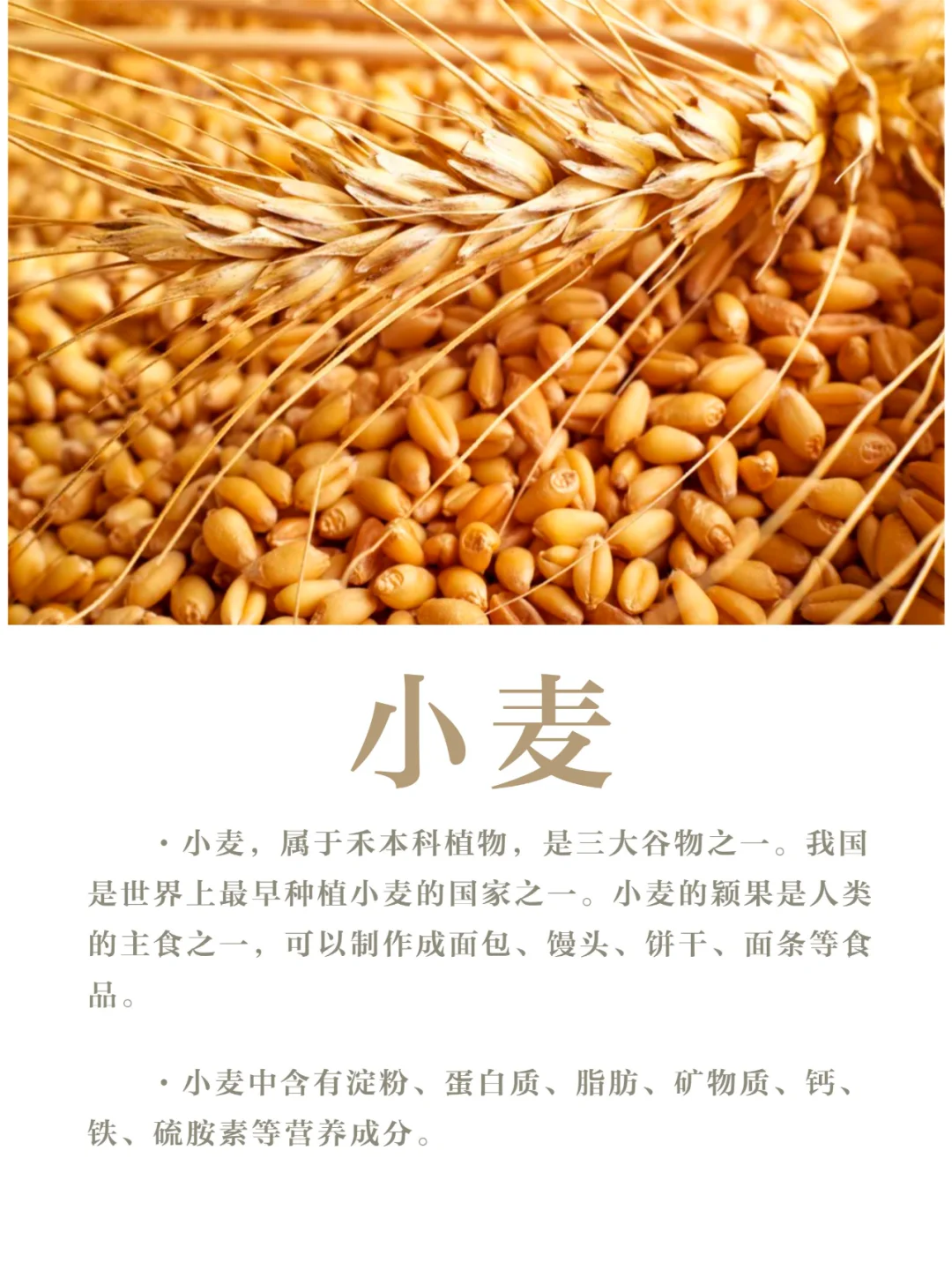 【小科普】我国的三大粮食作物是啥？