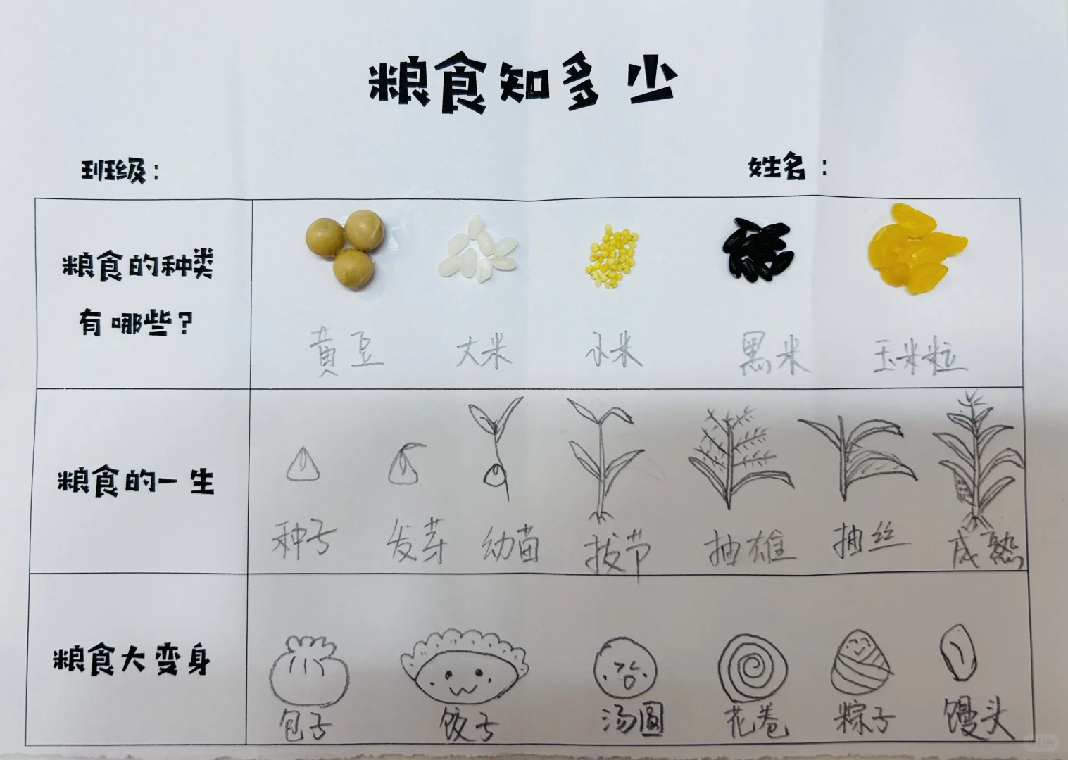 幼儿园作业 粮食知多少