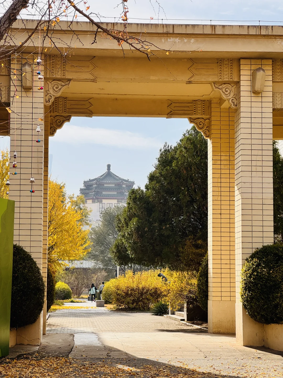 7级大风后❗️北京唯1️⃣幸存的银杏真神树!!!