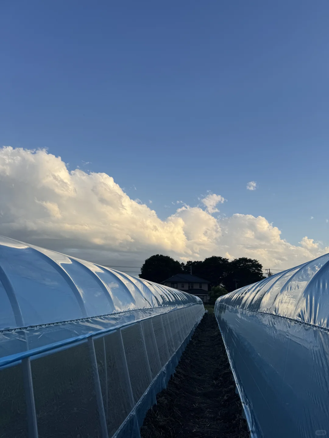 温室大棚步步进行中