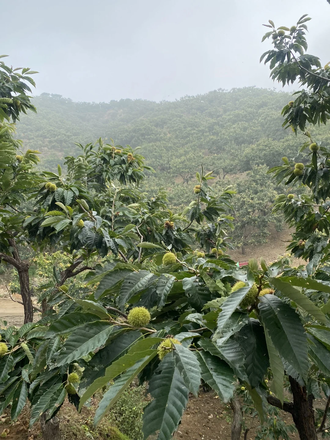 谁懂啊！在板栗树下捡秋，幸福感要溢出来了?