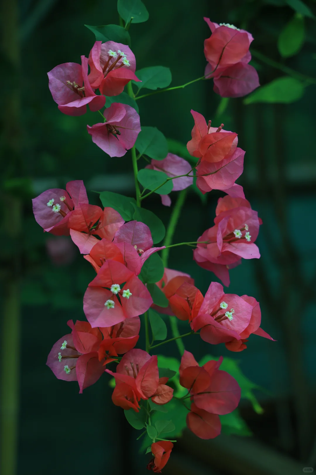 在南京中山植物园带娃邂逅初冬の浪漫