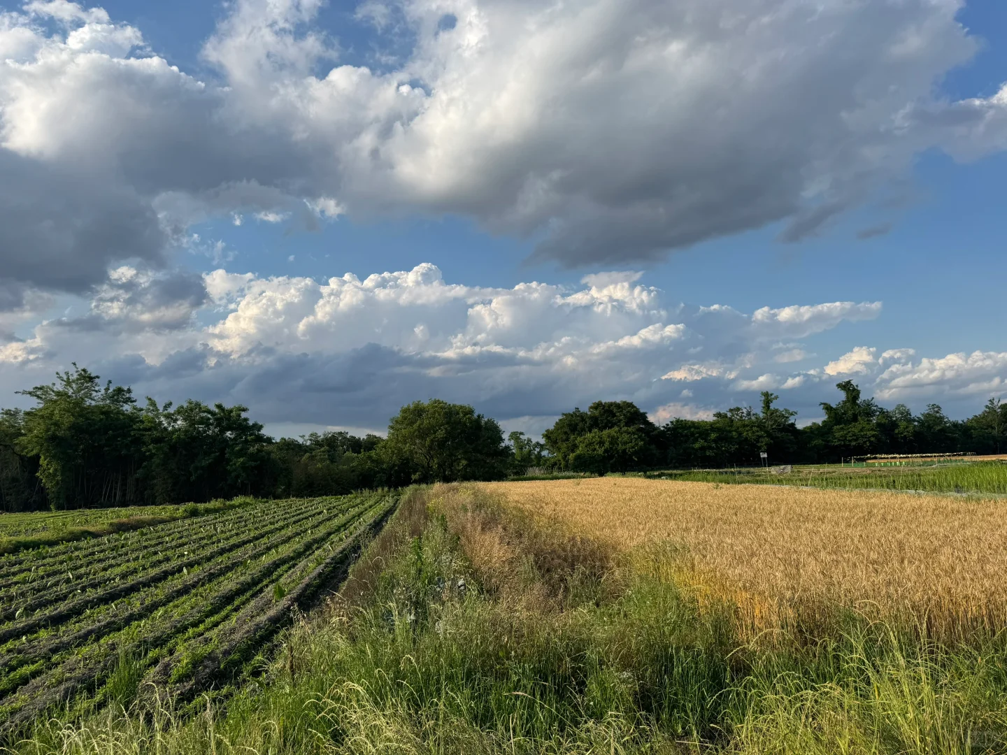 温室大棚步步进行中