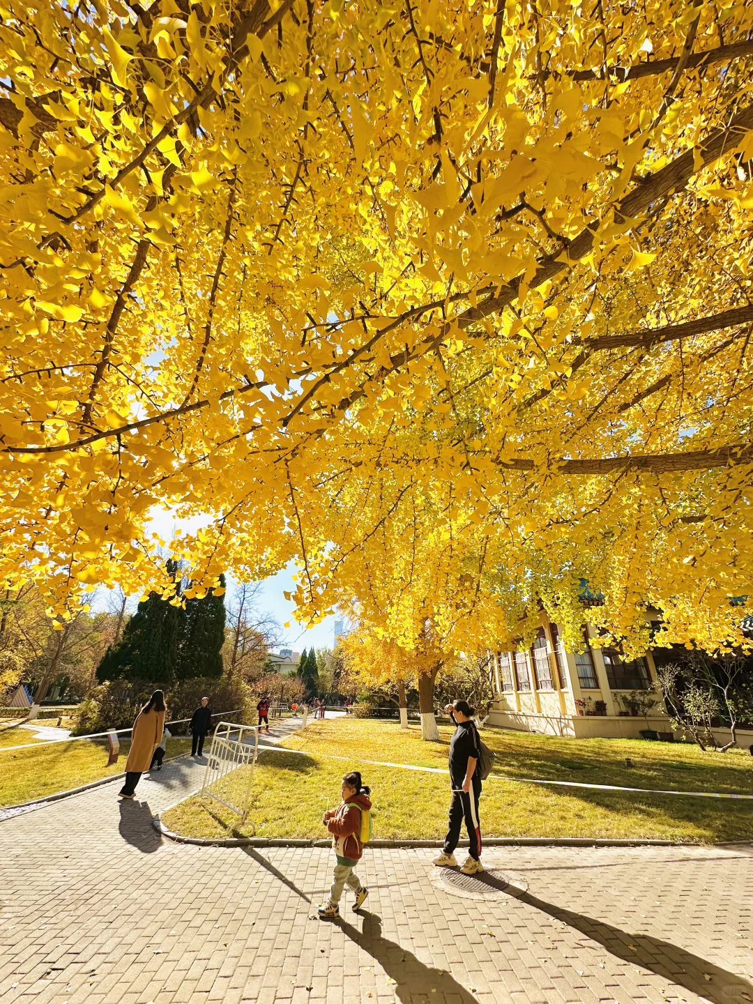 11.13实况｜天呐❗️农展馆银杏还美在巅峰‼️