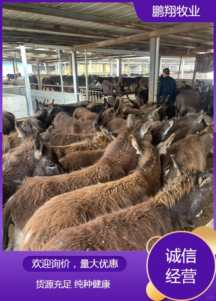 鹏翔牧业肉驴