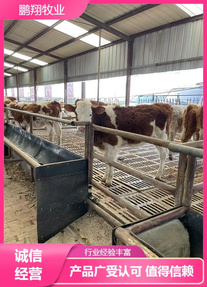 鹏翔牧业肉牛苗