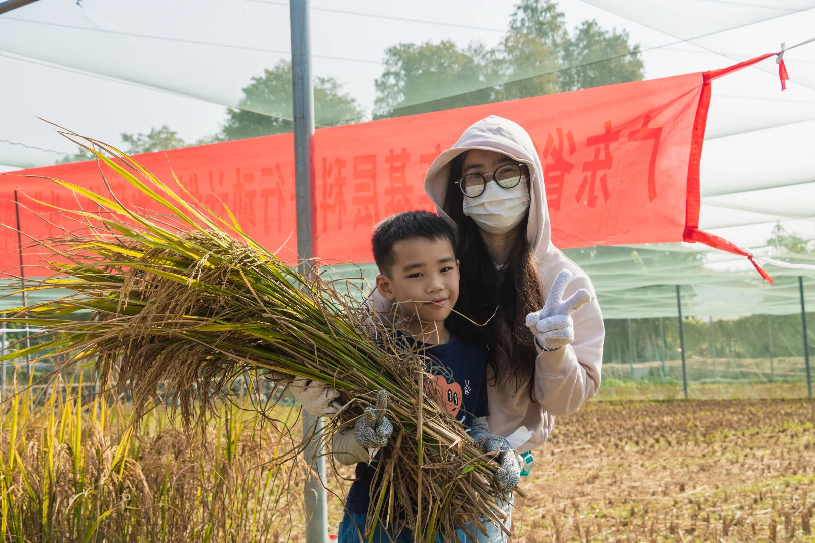 一起来割稻子吧