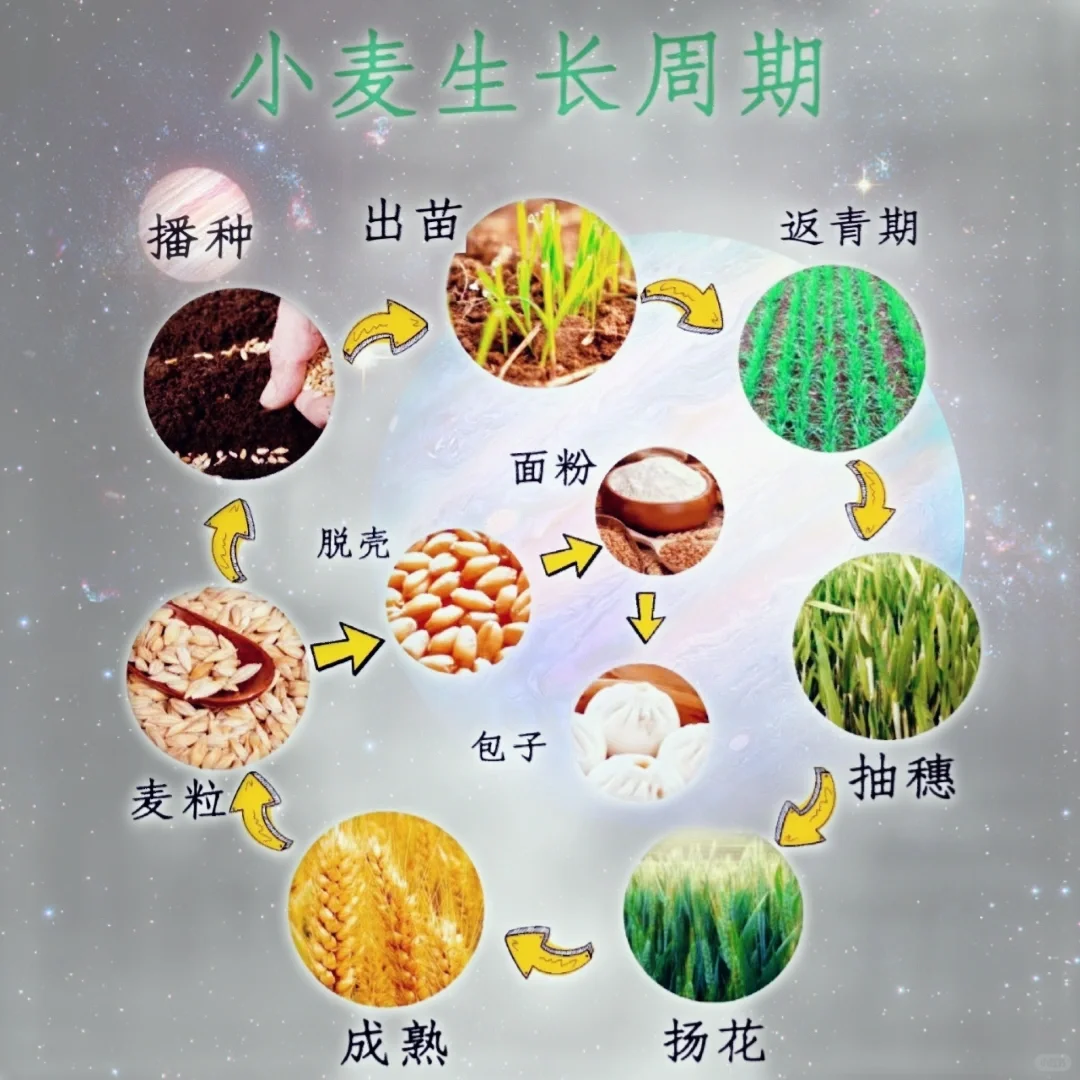 网文素材?常见农作物蔬菜生长周期?