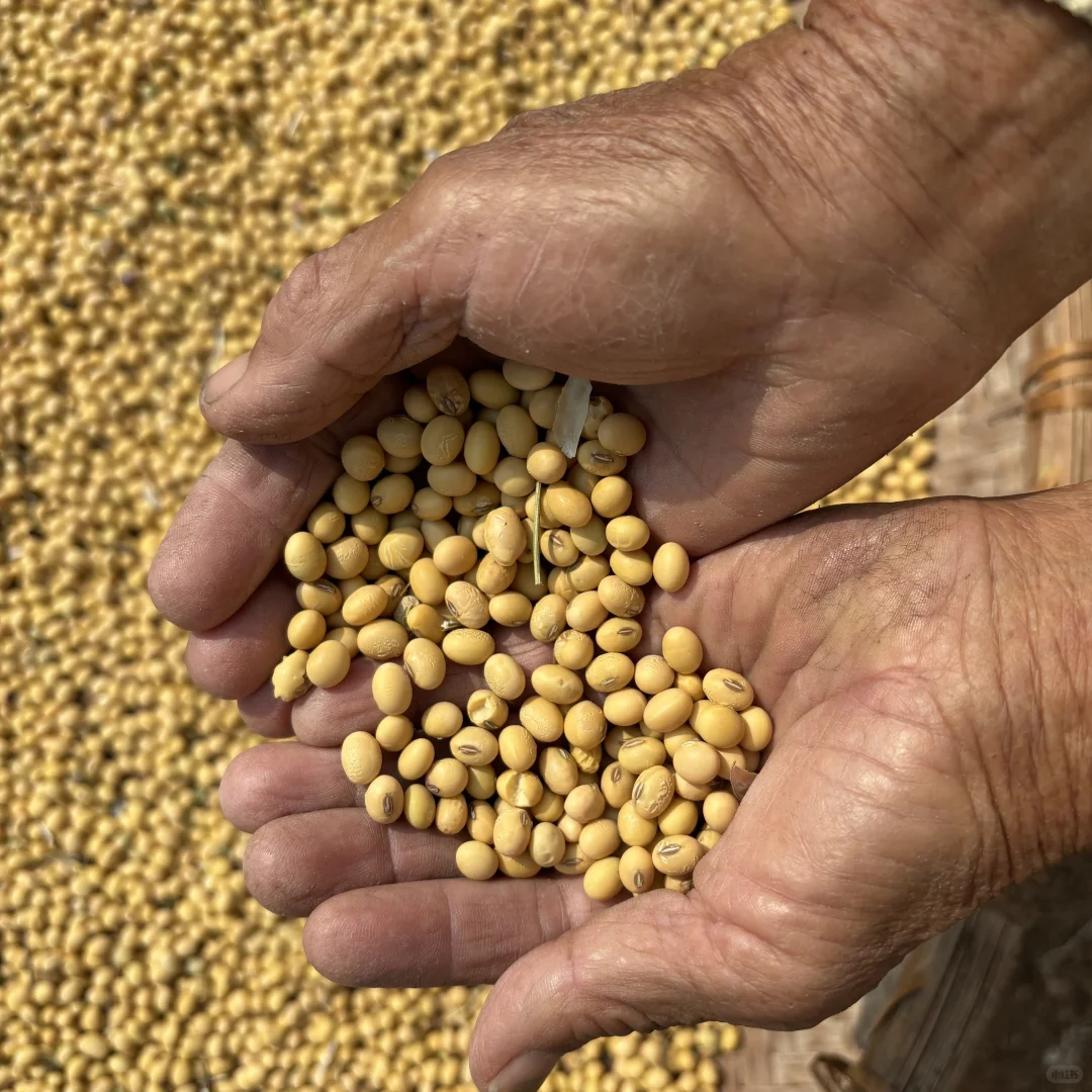 纯正黄豆 农村黄豆