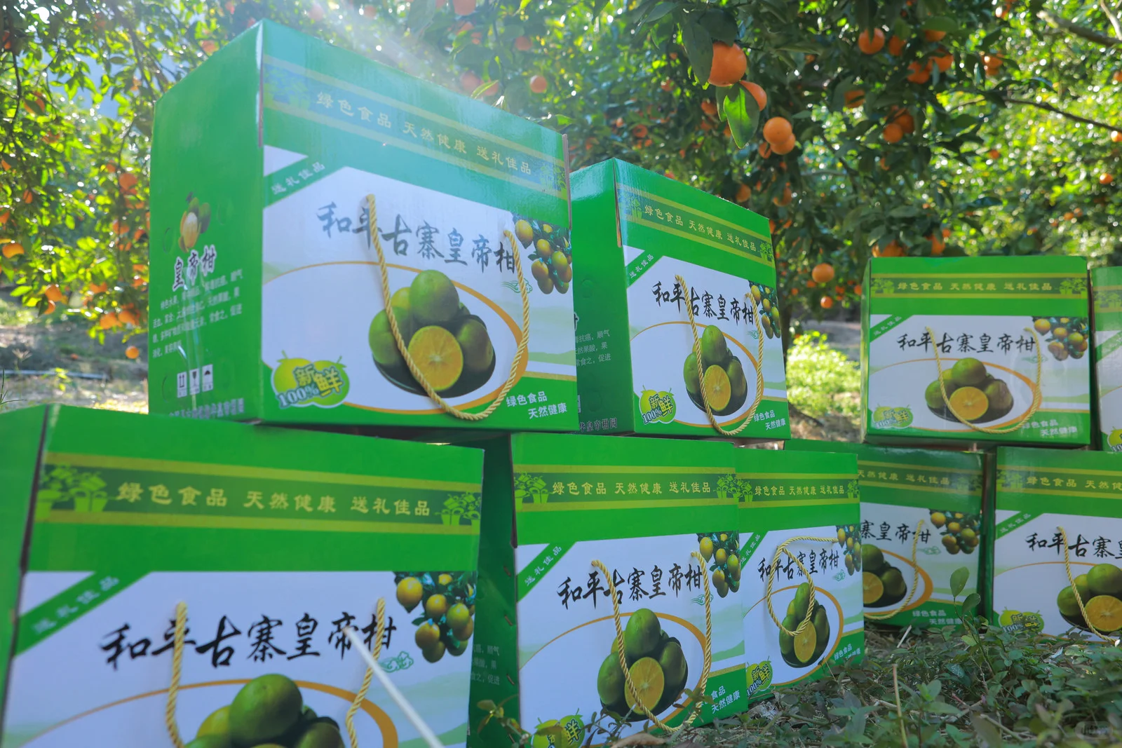 ? 直播助农,1小时卖出400斤皇帝柑!