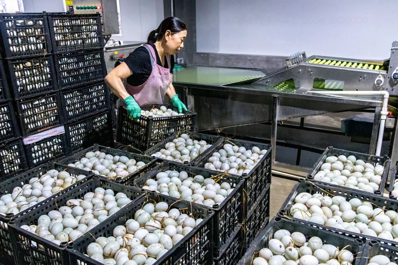 滑县牛屯镇：小鸭蛋做成大产业丨河南安阳