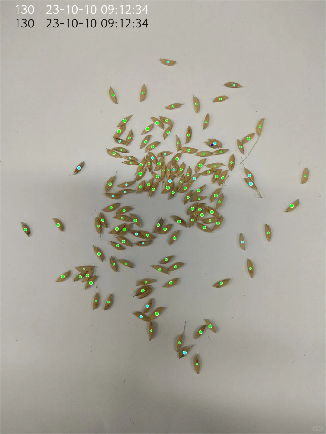 精点相机数稻粒