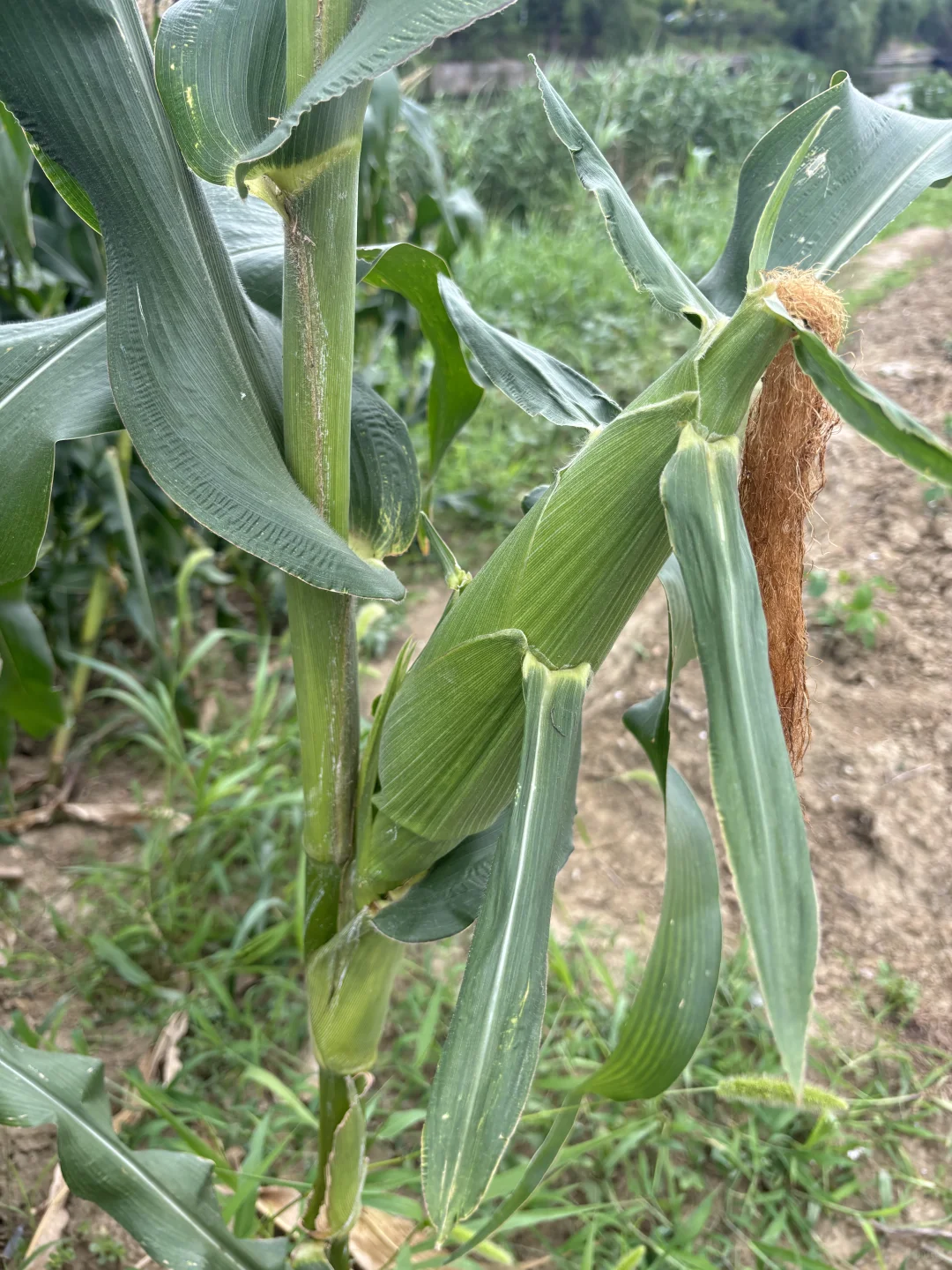 吃糯玉米的季节