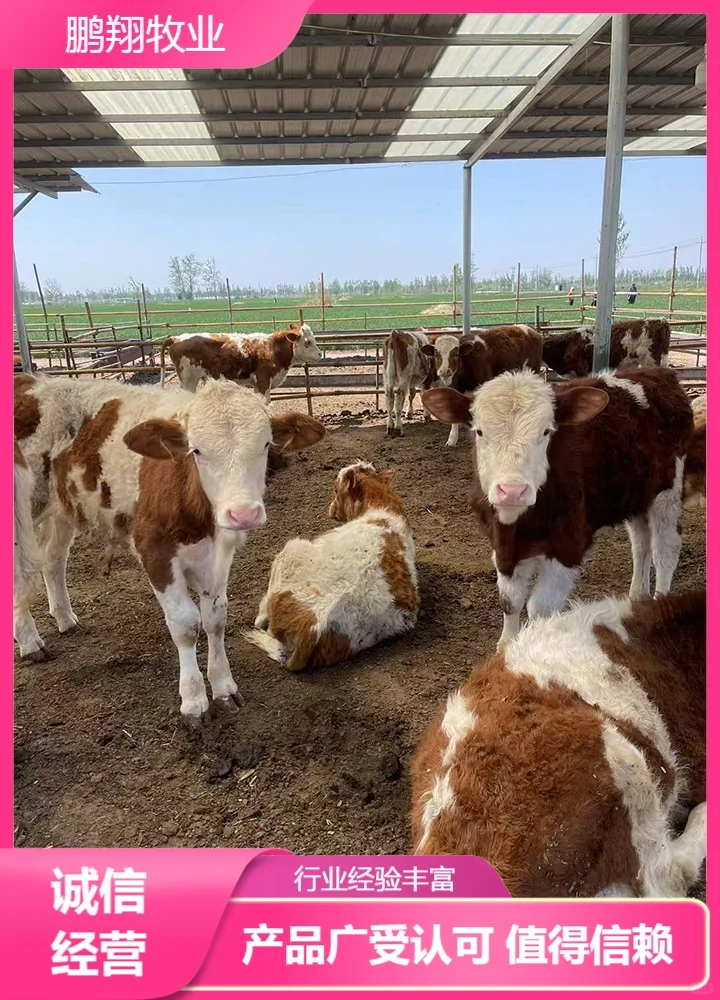 鹏翔牧业西门塔尔牛