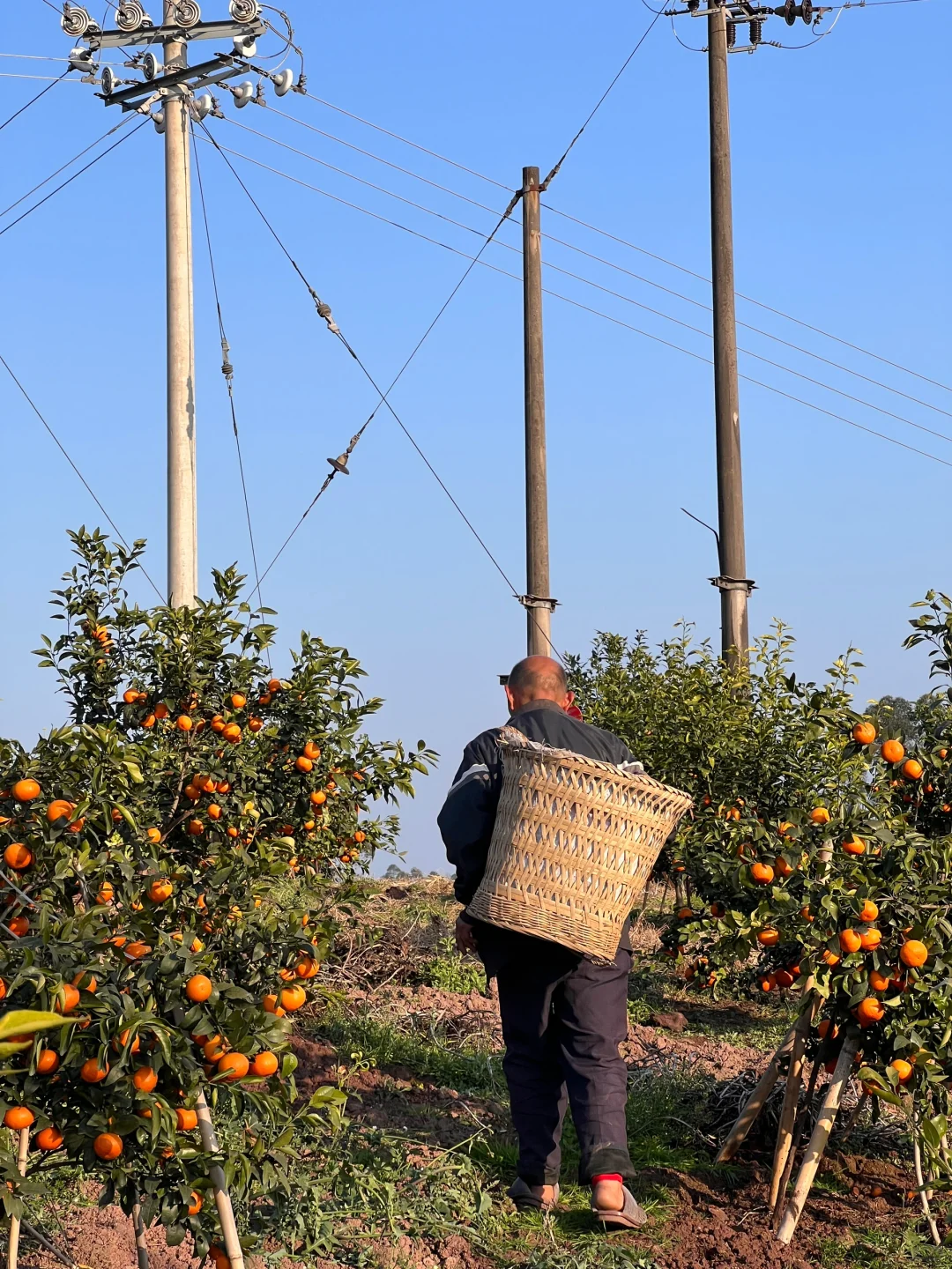 原来助农都是真的…