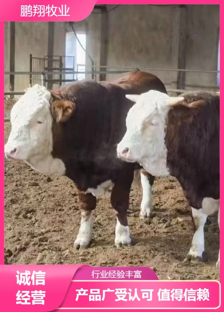鹏翔牧业西门塔尔牛
