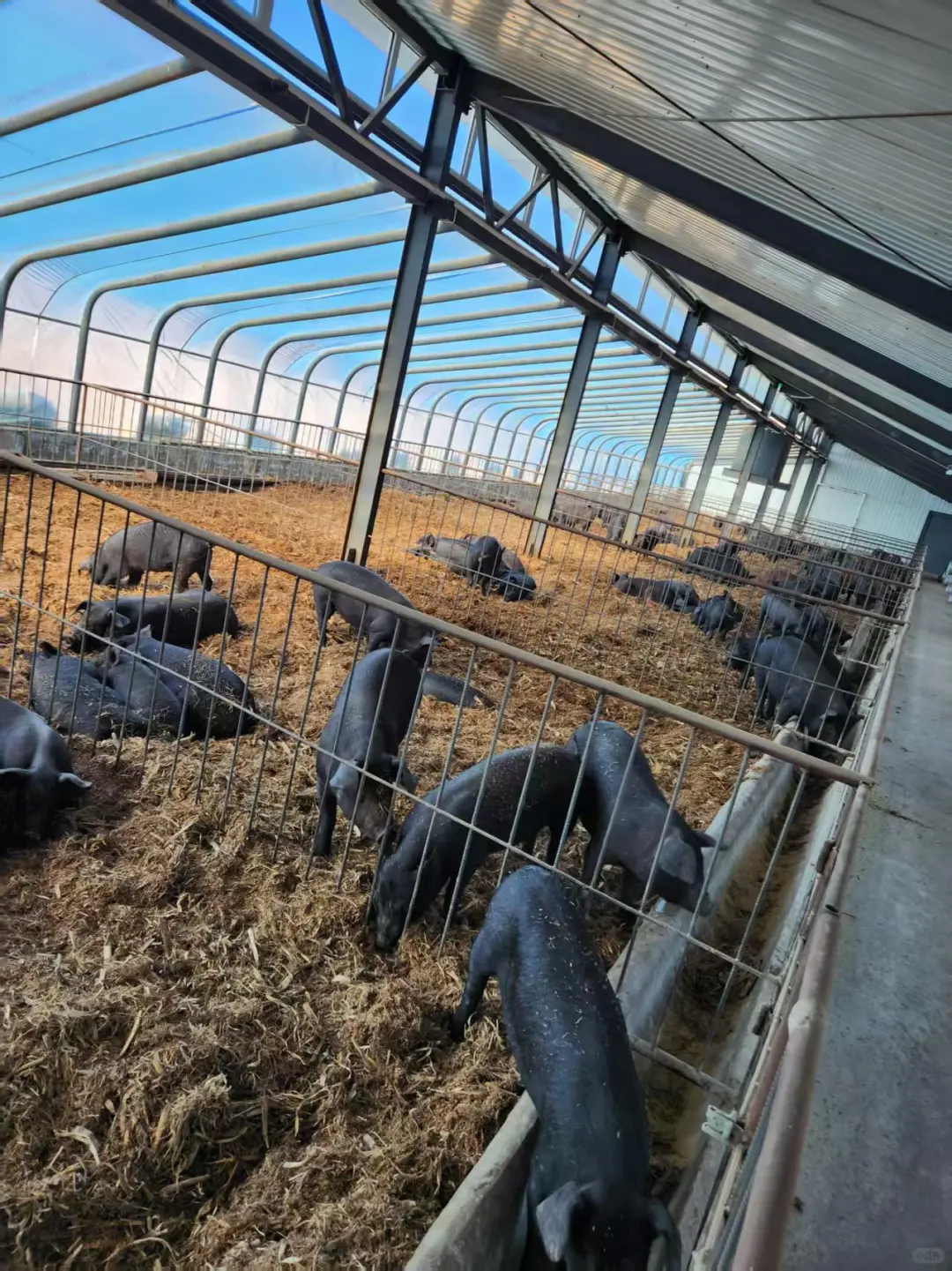 发酵床技术，真的能让你少走超多弯路！！！