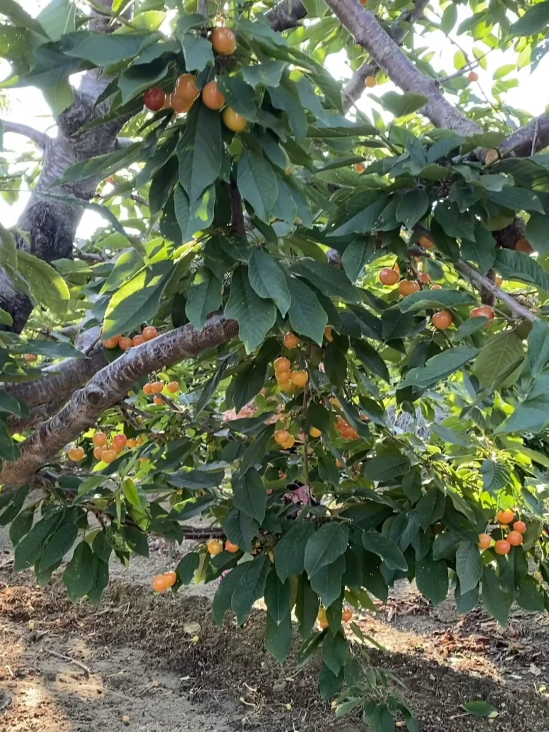 ?黄蜜大樱桃可以发省外啦～顺丰空运✈️