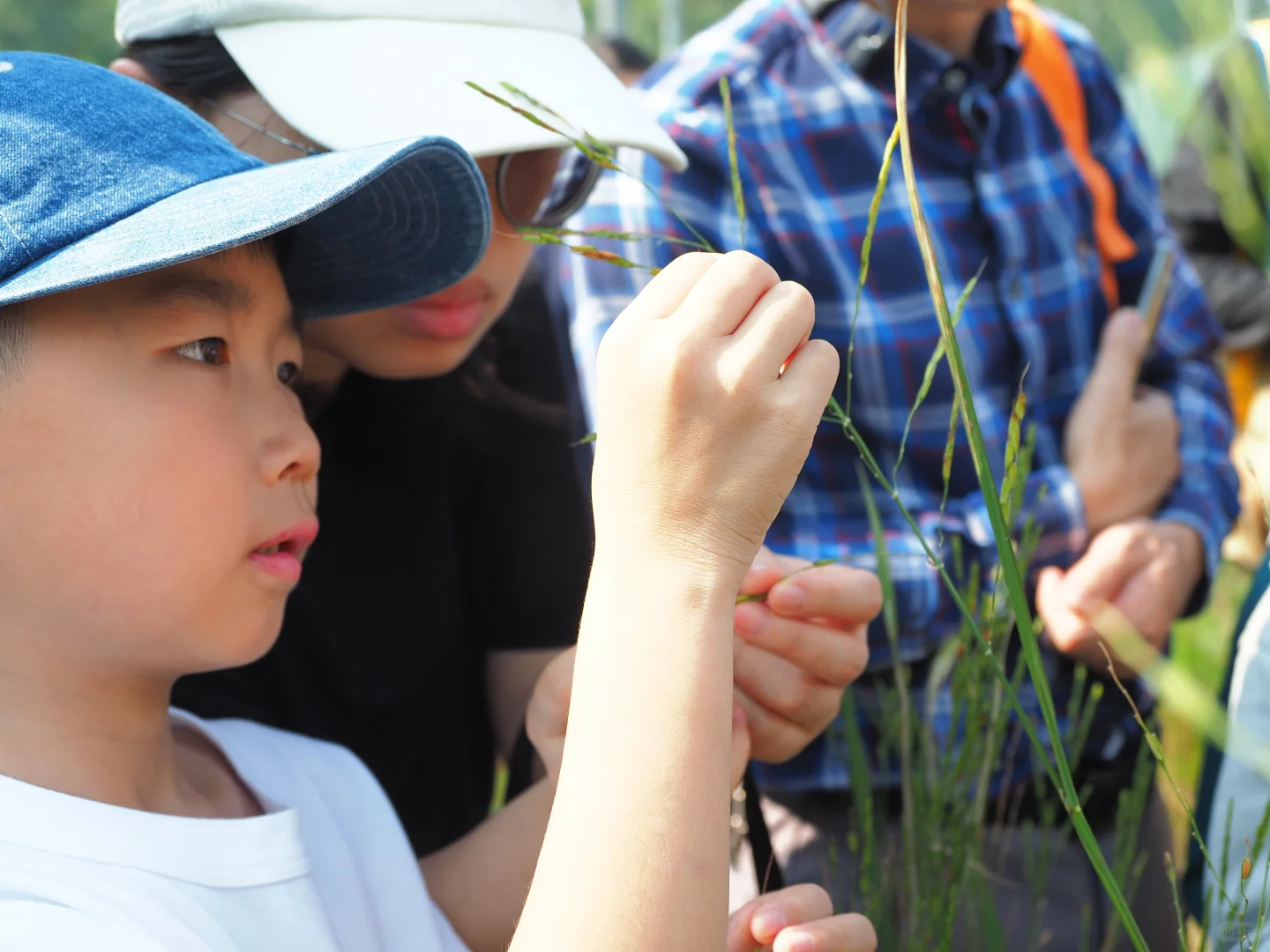 一起来割稻子吧