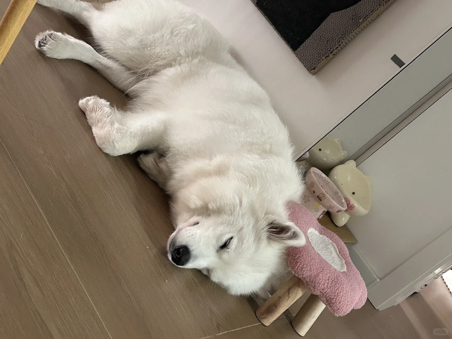 是萨摩宝宝，在牧业湖饮马口附近～