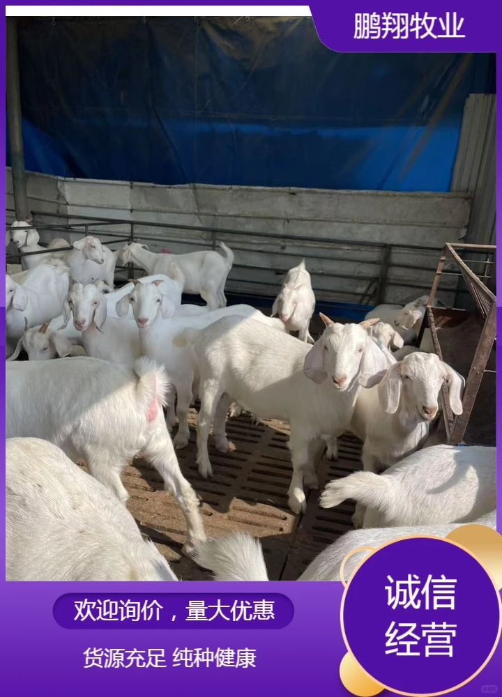 鹏翔牧业山羊