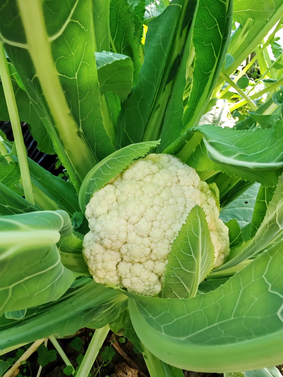 在温室大棚的感觉真的太好了!