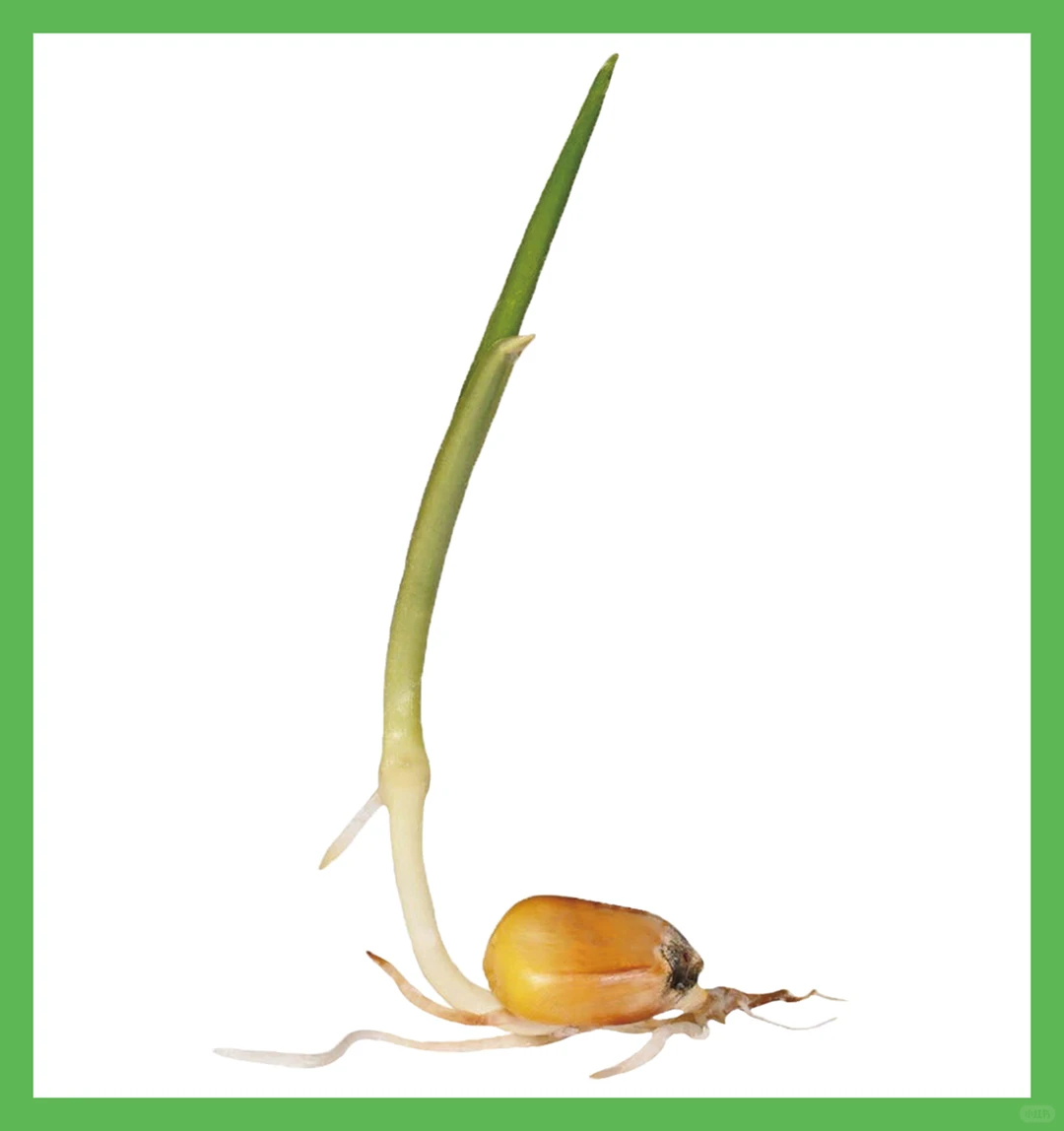 植物素材9-玉米、大豆成长周期序列卡