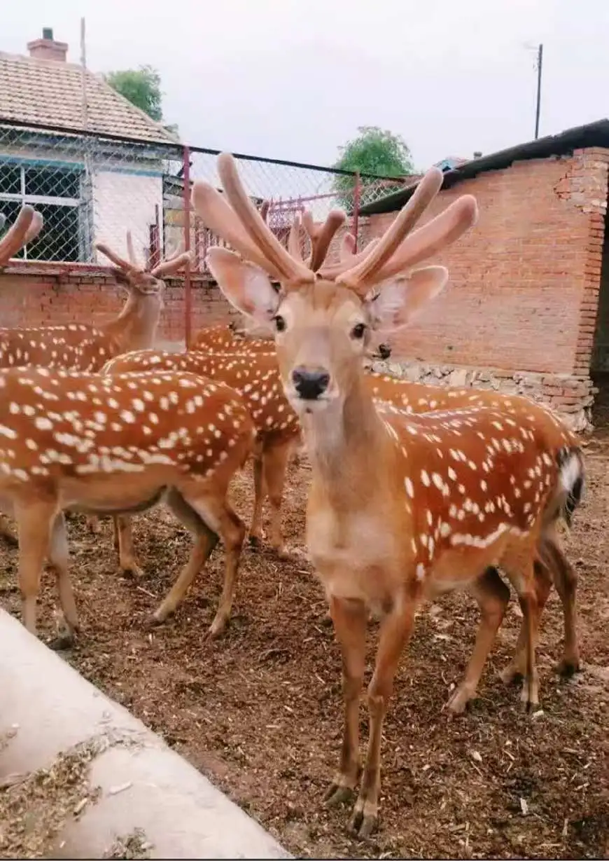 揭秘：月入5万的梅花鹿养殖，为何90%的