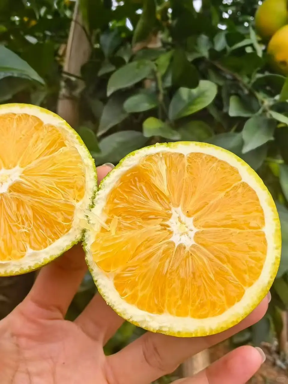 赣南脐橙基地直发、赣南脐橙、正宗赣南脐橙