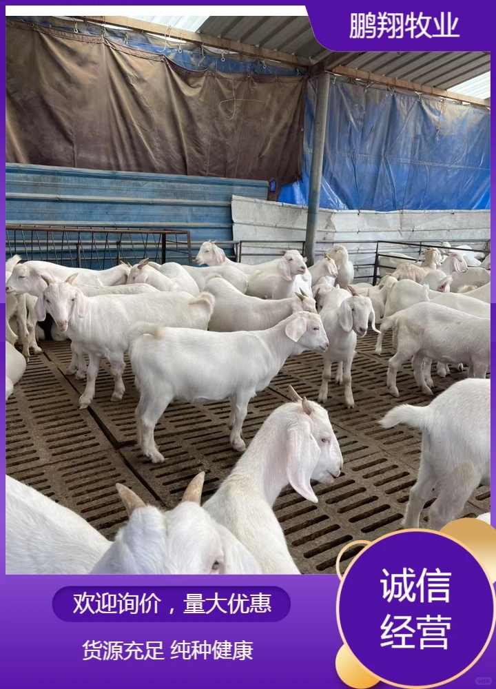 鹏翔牧业山羊