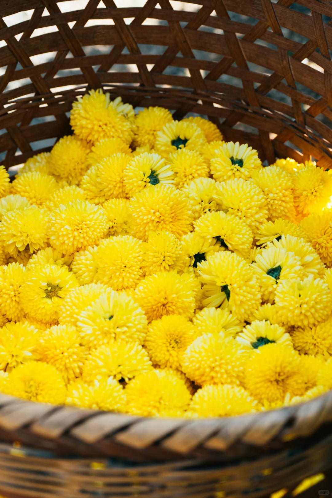 皖南的秋:待到徽州秋尽日，我花开后百花杀