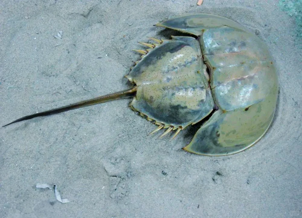 中国鲎的蓝血可不是颜值噱头